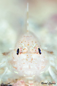 Face to face by Raoul Caprez 
